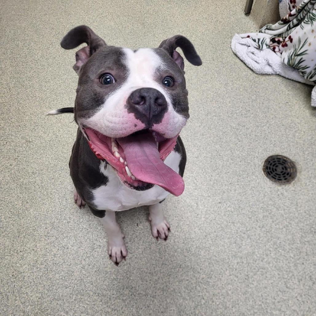 Rocko, Adoptable, Adult Male Pit Bull Terrier.