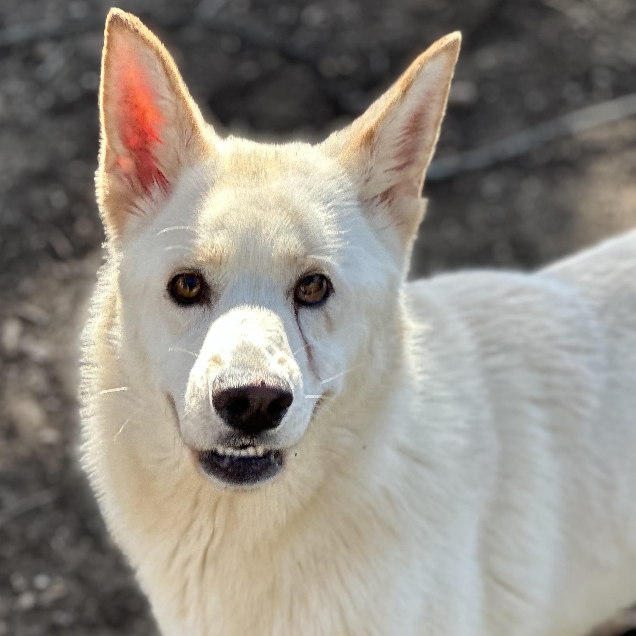 Enlarge Princess Snow, a Adoptable mixed breed in Olympia, WA image 2/6