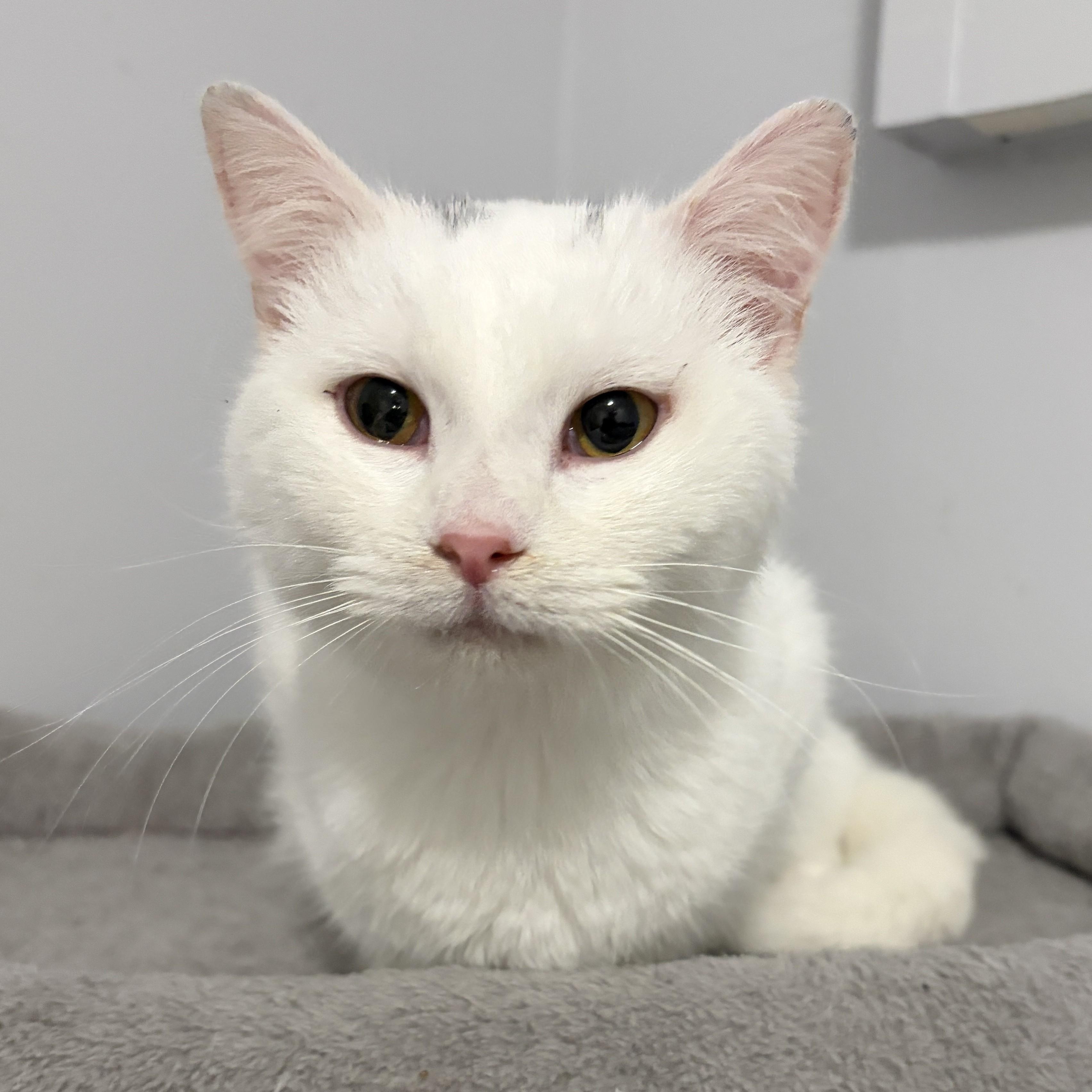 Enlarge Empress (polydactyl), a Adoptable Domestic Short Hair in Pickering, ON image 1/6