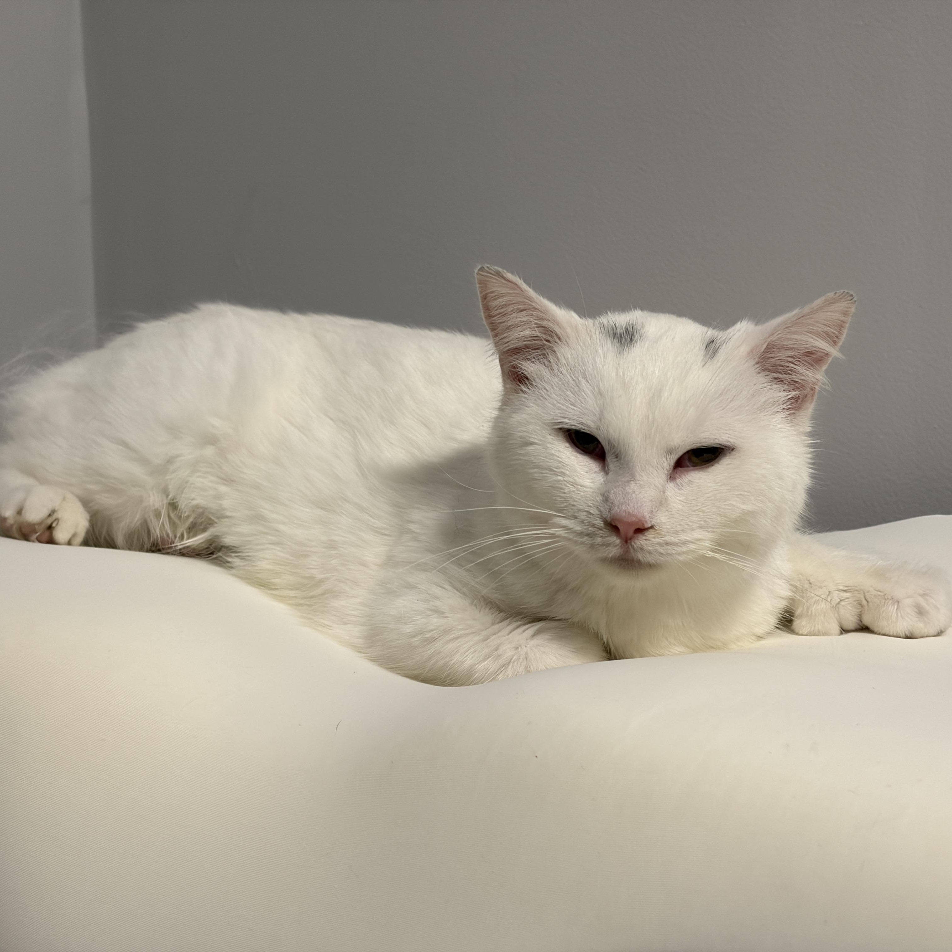 Enlarge Empress (polydactyl), a Adoptable Domestic Short Hair in Pickering, ON image 2/6