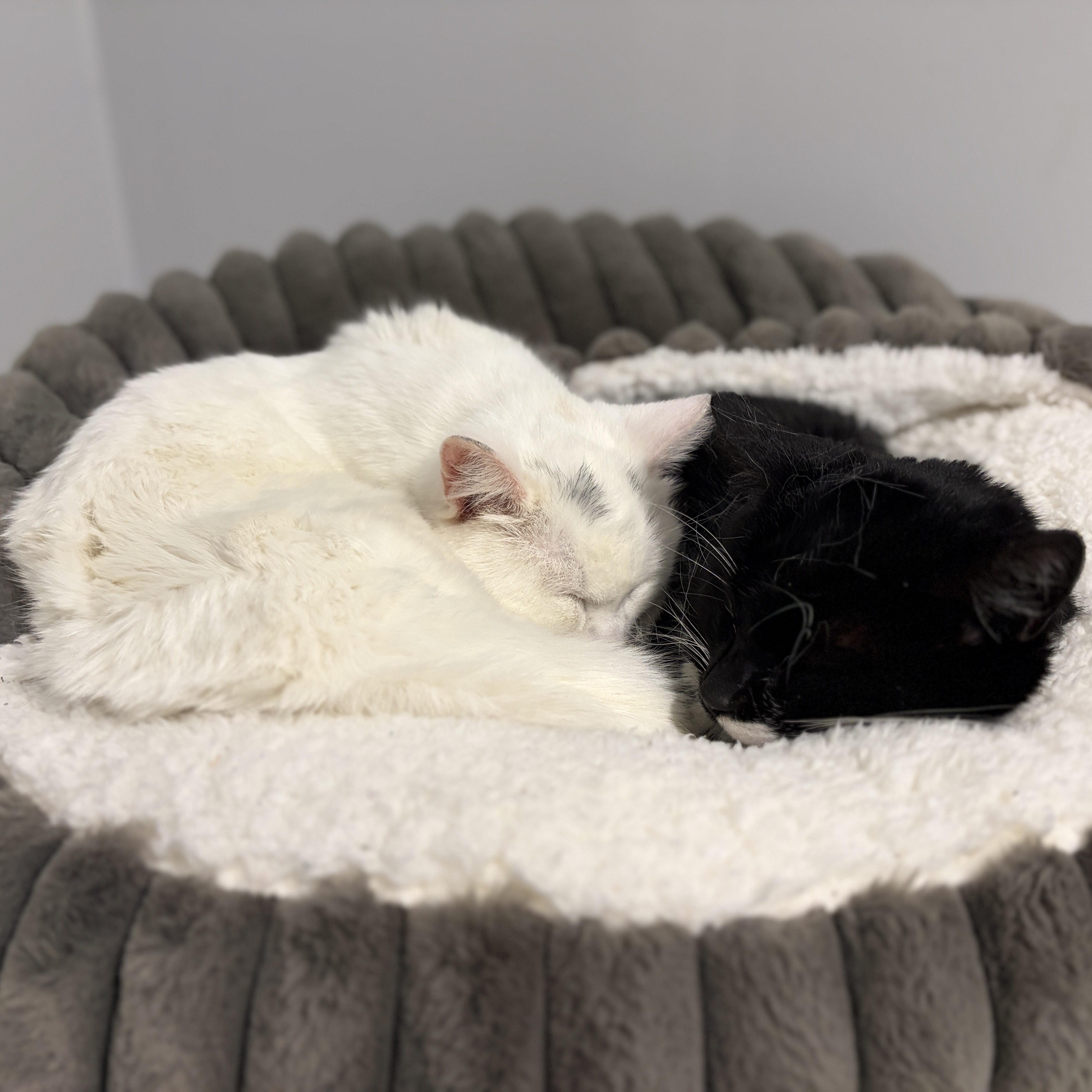 Enlarge Empress (polydactyl), a Adoptable Domestic Short Hair in Pickering, ON image 4/6