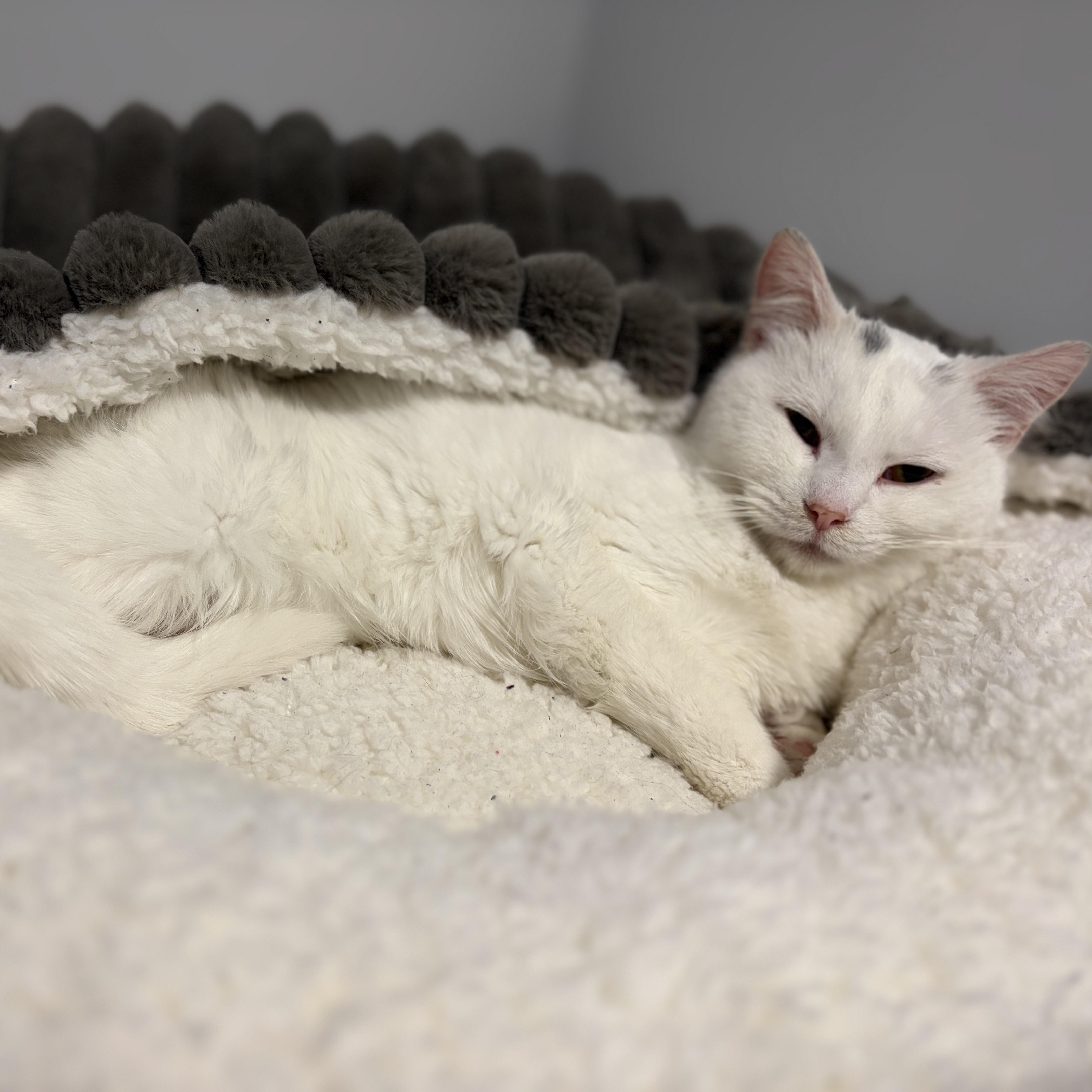 Enlarge Empress (polydactyl), a Adoptable Domestic Short Hair in Pickering, ON image 5/6