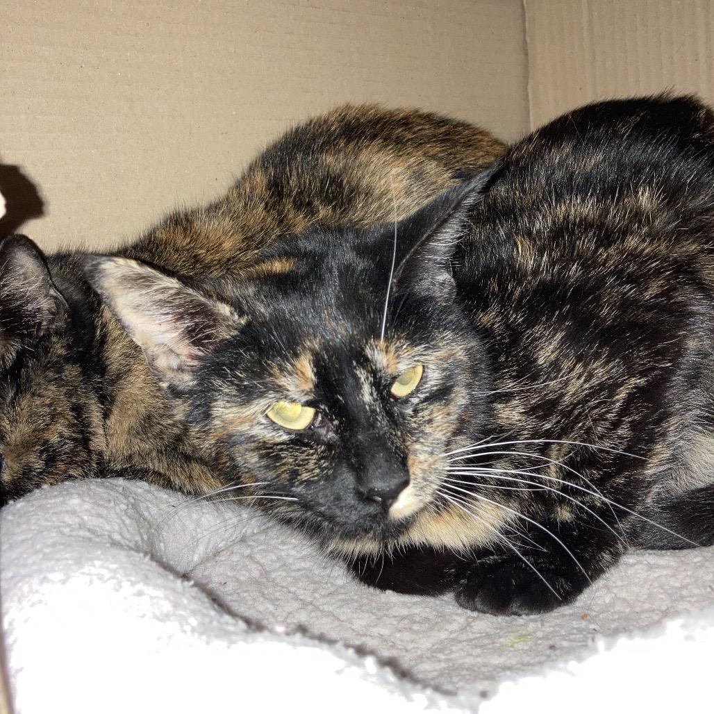 Glam, Adoptable, Young Female Domestic Short Hair.