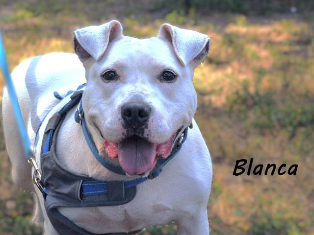 Enlarge BLANCA, a Adoptable Mixed Breed in Palmetto, FL image 1/1