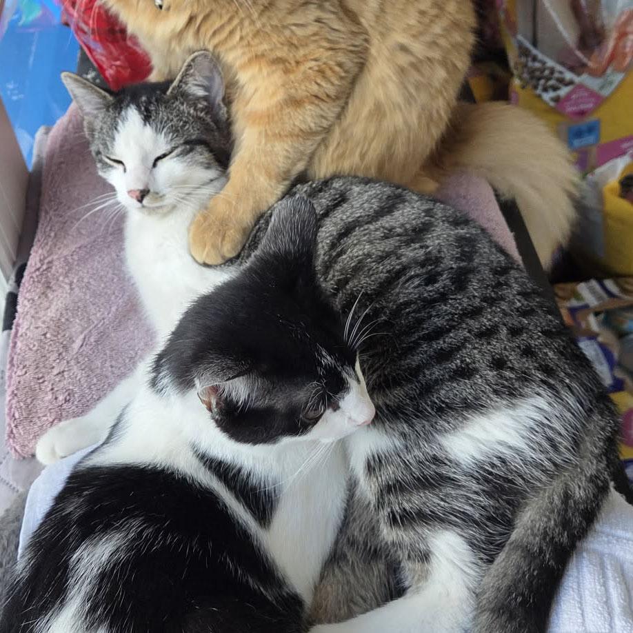 Enlarge Chestnut, a Adoptable mixed breed in Harrisburg, PA image 3/6