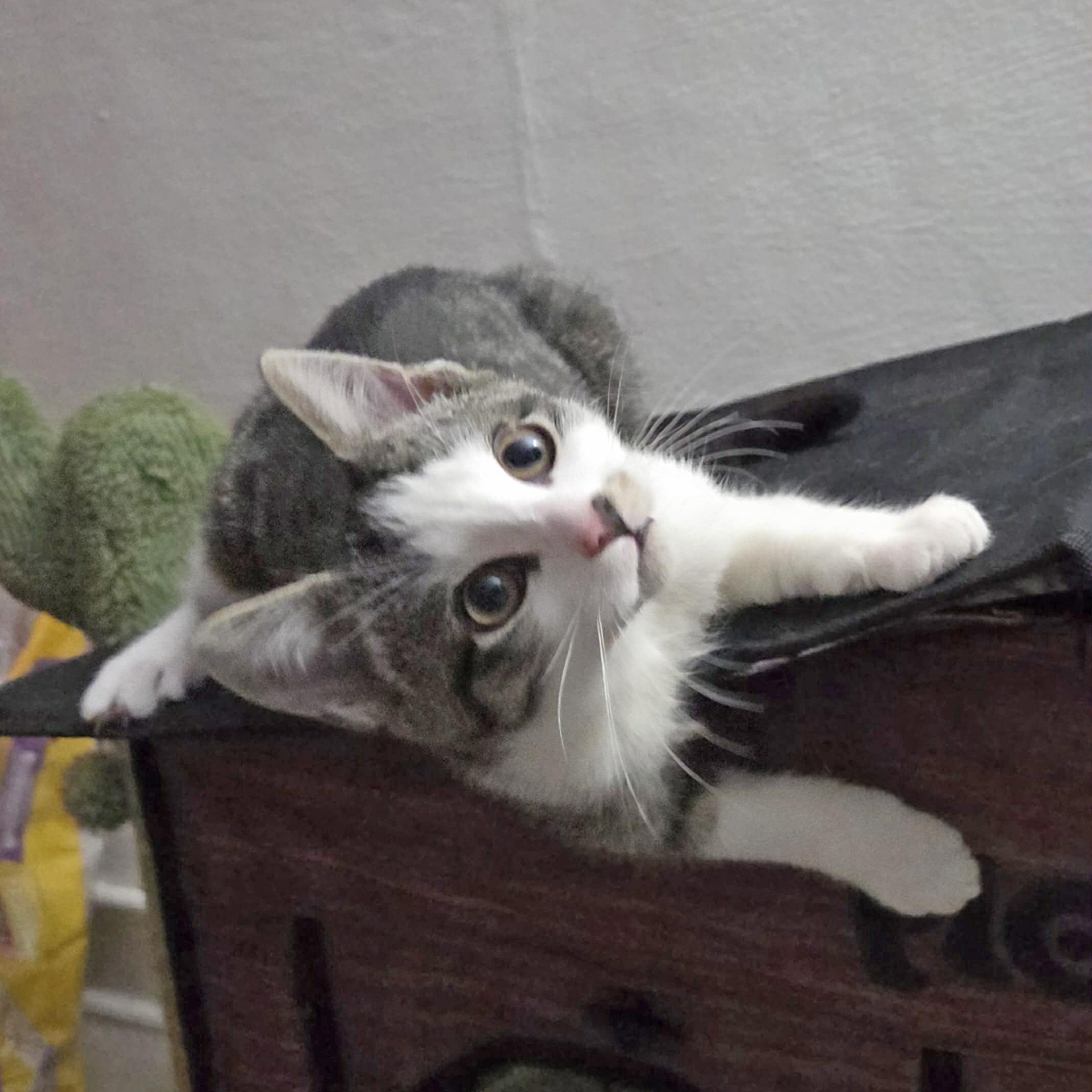 Enlarge Chestnut, a Adoptable mixed breed in Harrisburg, PA image 4/6