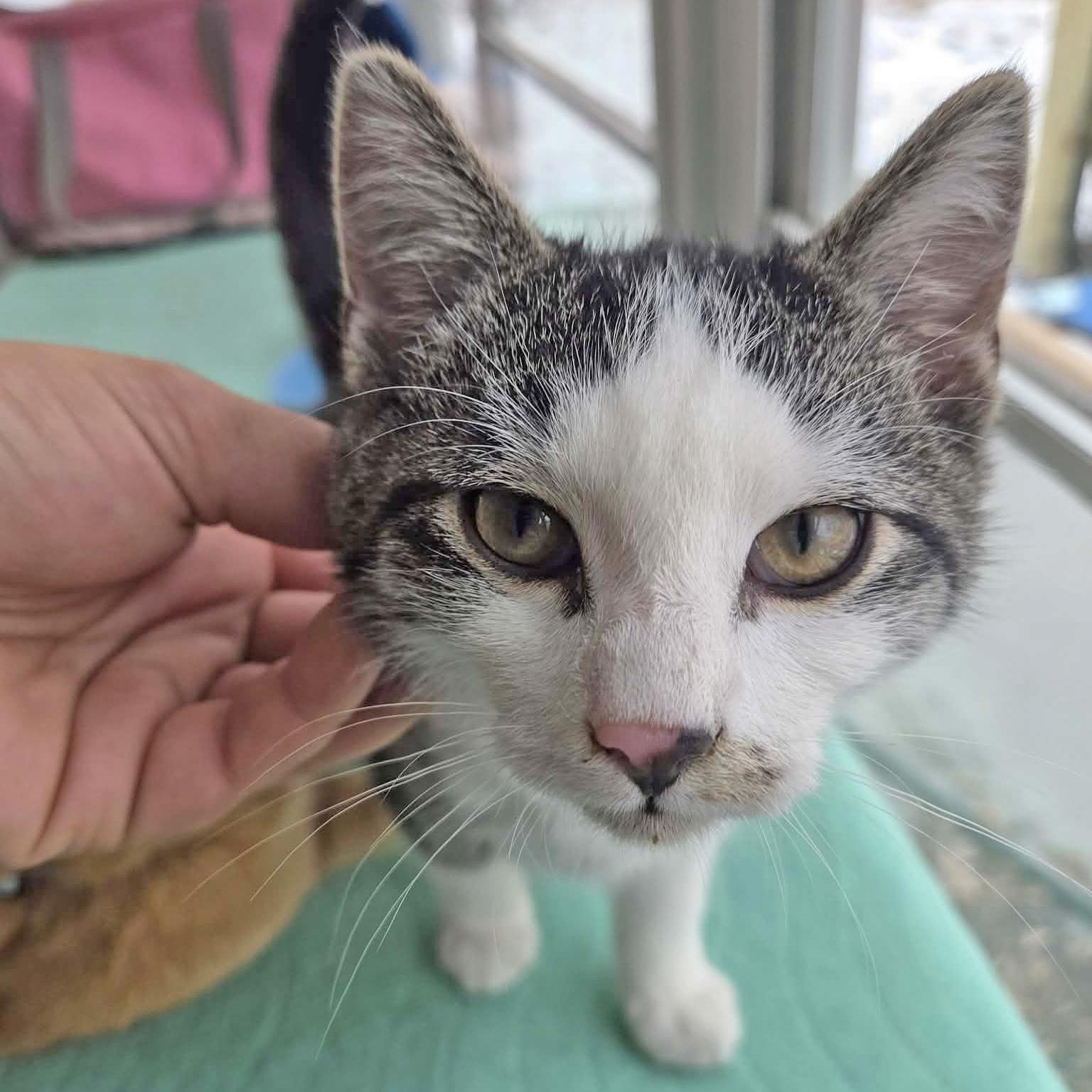 Enlarge Chestnut, a Adoptable mixed breed in Harrisburg, PA image 5/6