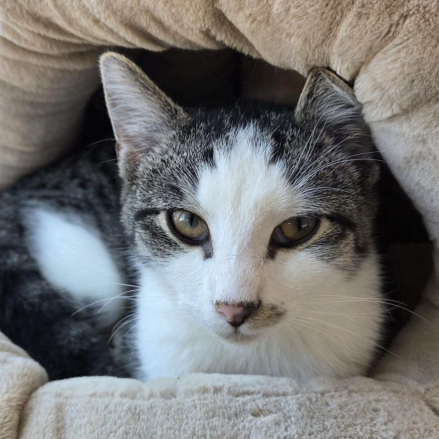 Chestnut, Adoptable, Kitten Male Tabby & Domestic Short Hair.