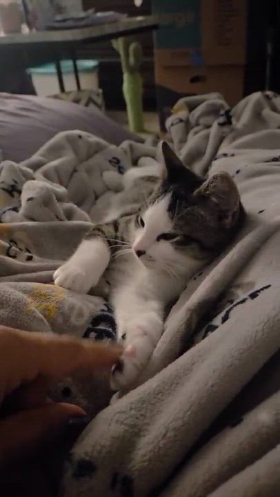 Enlarge Chestnut, a Adoptable mixed breed in Harrisburg, PA video 6/6