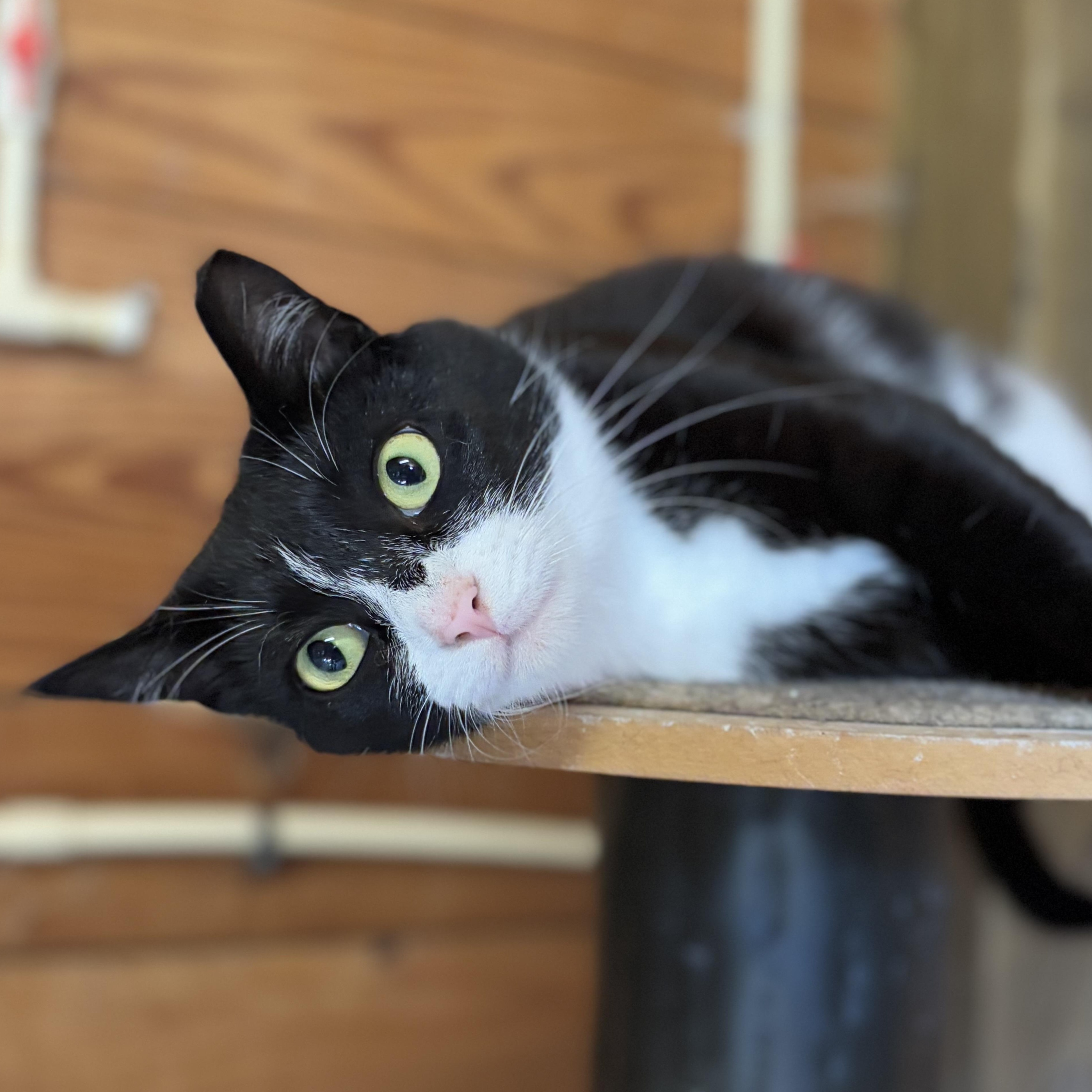 Enlarge Belle, a Adoptable Domestic Short Hair in Lincoln University, PA image 1/5