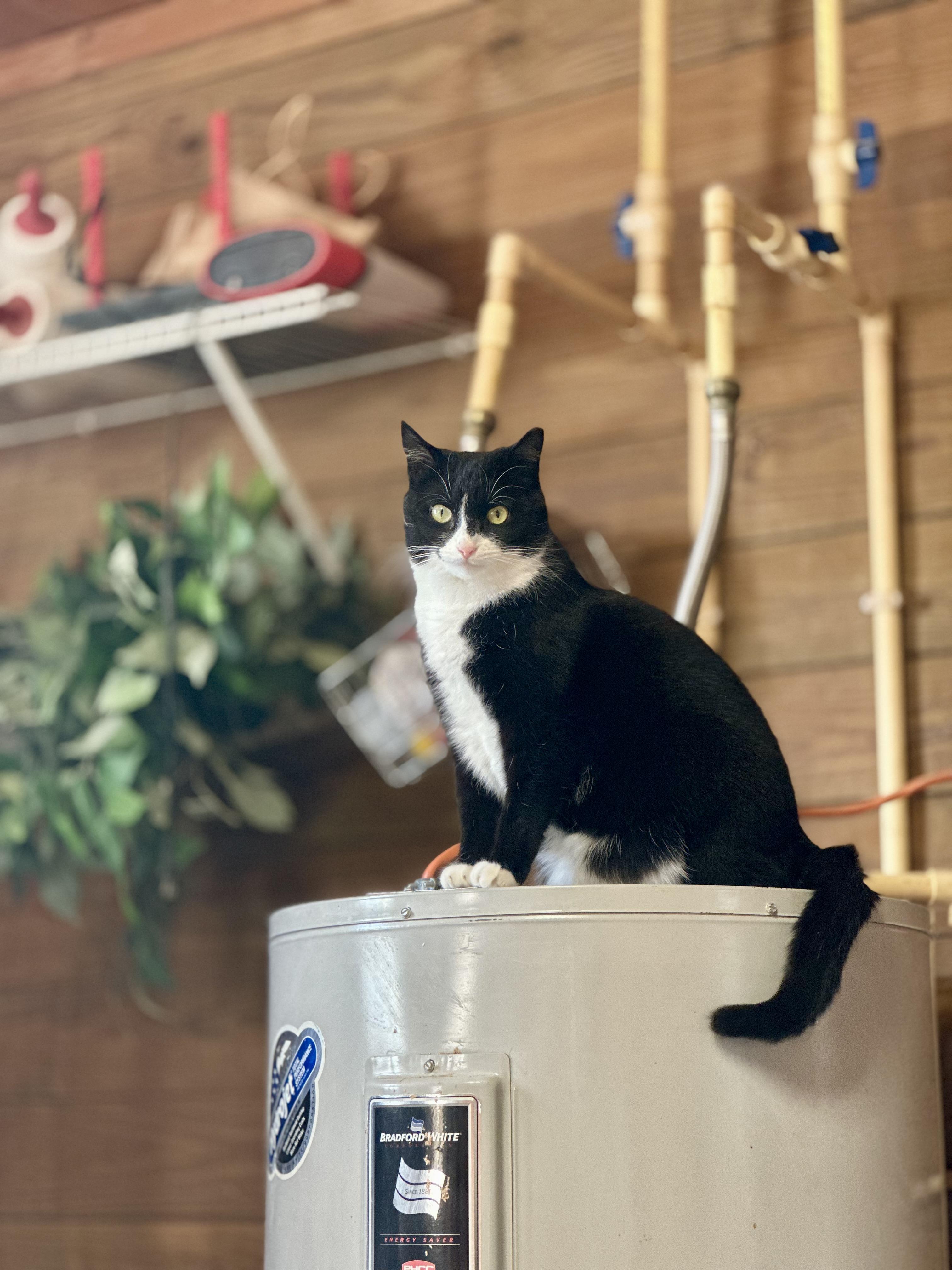 Enlarge Belle, a Adoptable Domestic Short Hair in Lincoln University, PA image 4/5