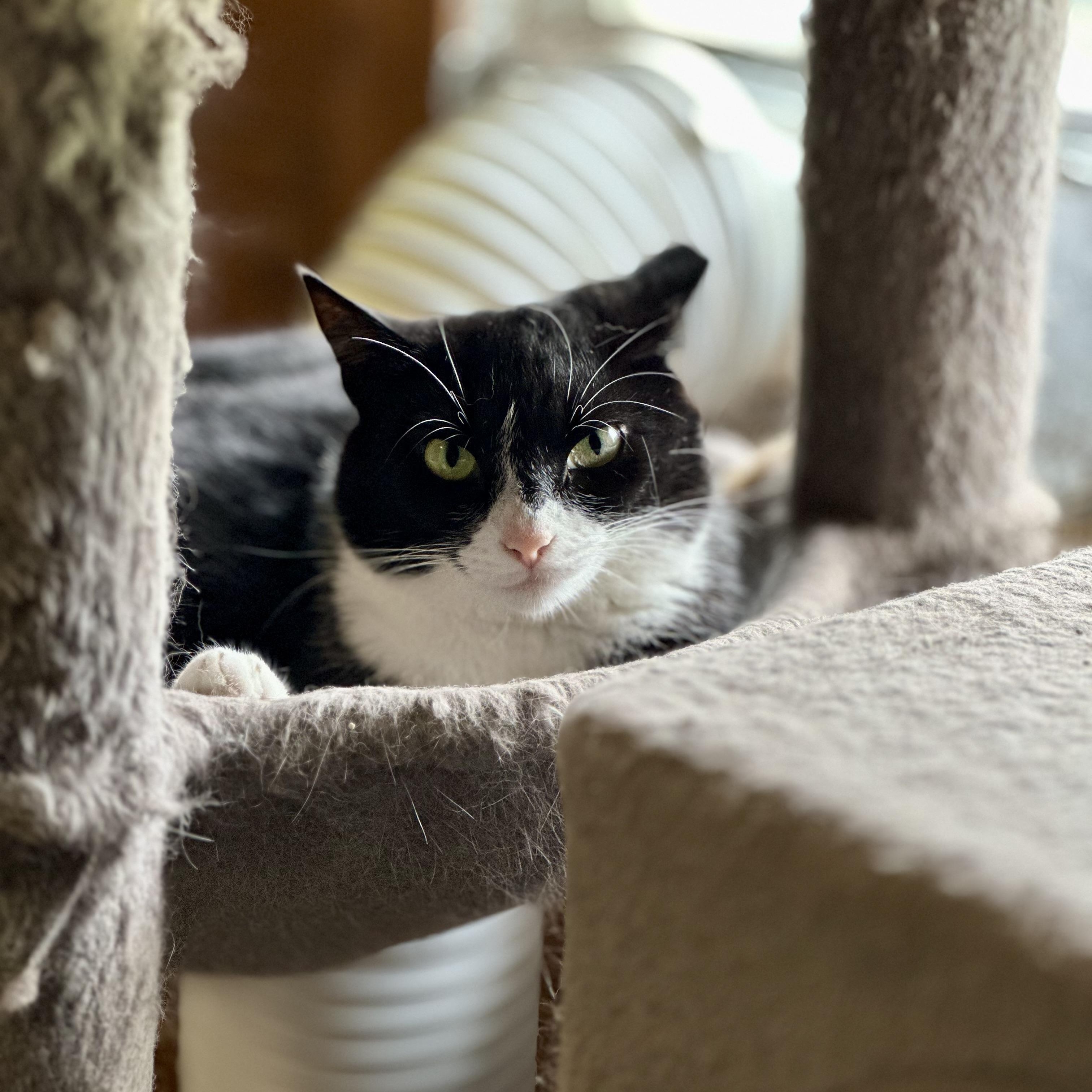 Enlarge Belle, a Adoptable Domestic Short Hair in Lincoln University, PA image 3/5