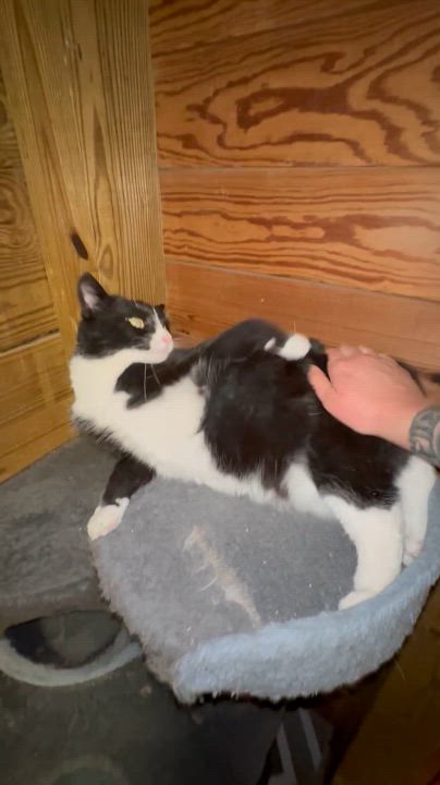 Enlarge Belle, a Adoptable Domestic Short Hair in Lincoln University, PA video 5/5