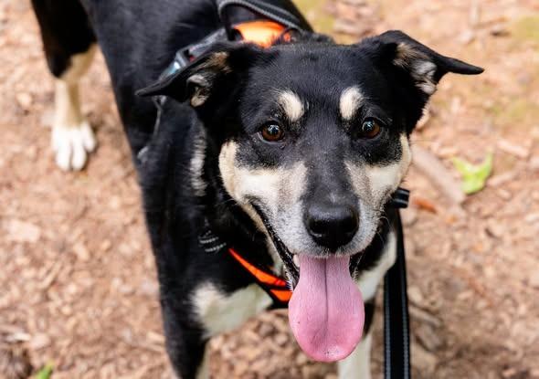 Macey, a Adoptable mixed breed in Ellijay, GA image 1/3