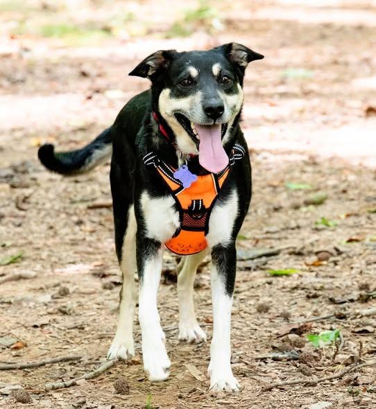 Macey, a Adoptable mixed breed in Ellijay, GA image 2/3
