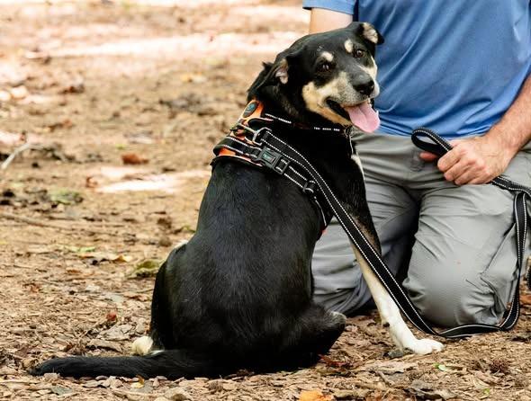 Macey, a Adoptable mixed breed in Ellijay, GA image 3/3