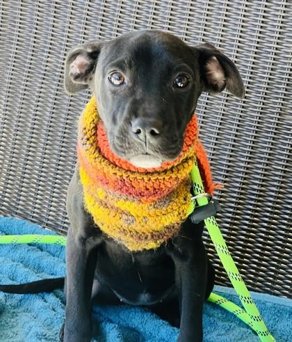 Enlarge Brenda $85 Fostered, a Adoptable mixed breed in Seneca, SC image 1/3