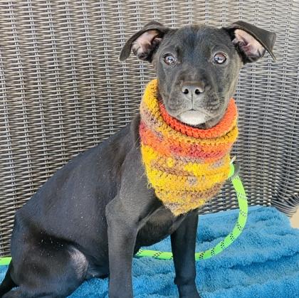 Enlarge Brenda $85 Fostered, a Adoptable mixed breed in Seneca, SC image 2/3