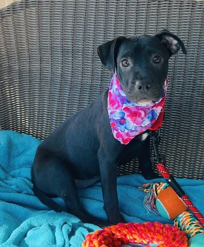 Enlarge Brenda $85 Fostered, a Adoptable mixed breed in Seneca, SC image 3/3