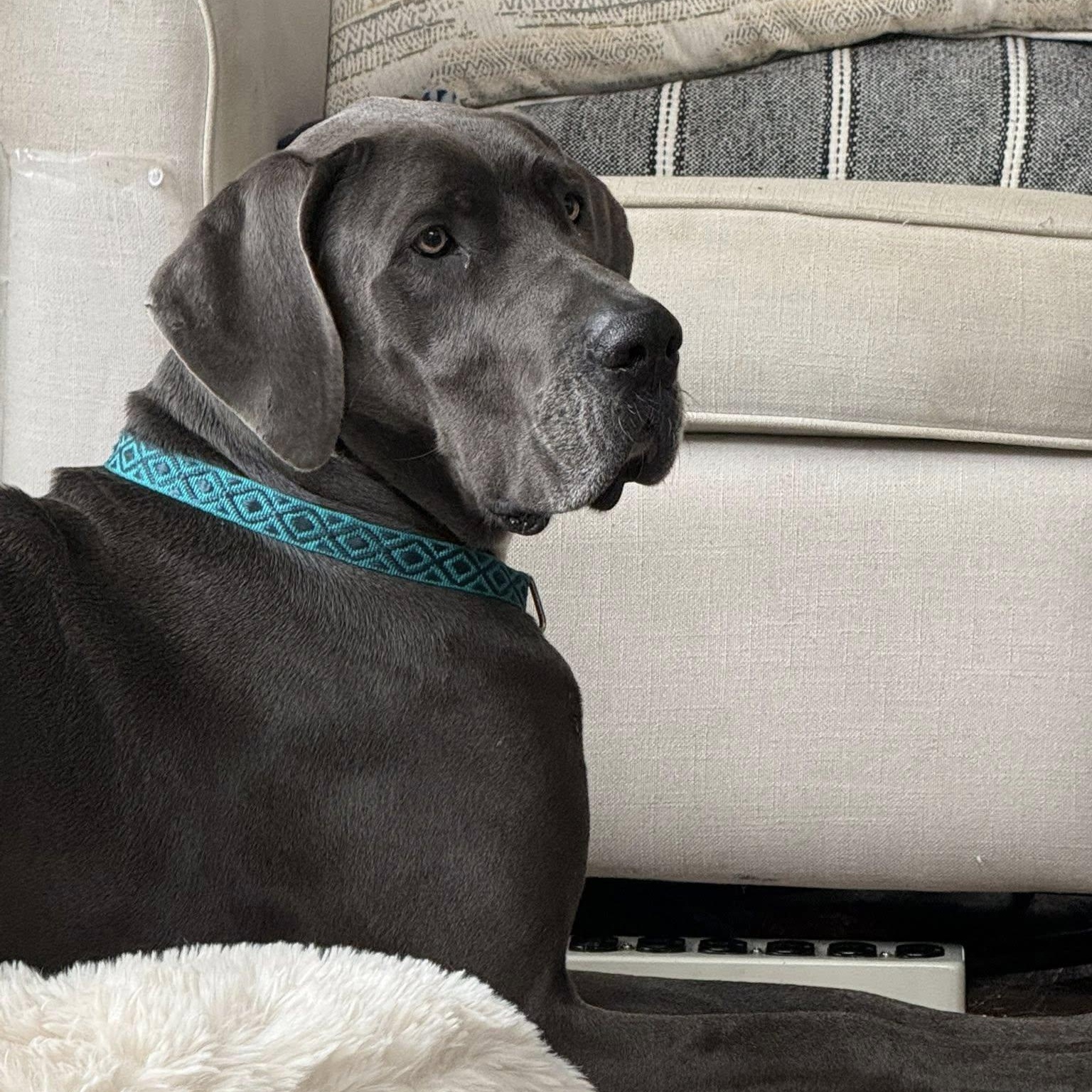 Enlarge Aspen, an adopted Great Dane in Helena, AL image 2/2