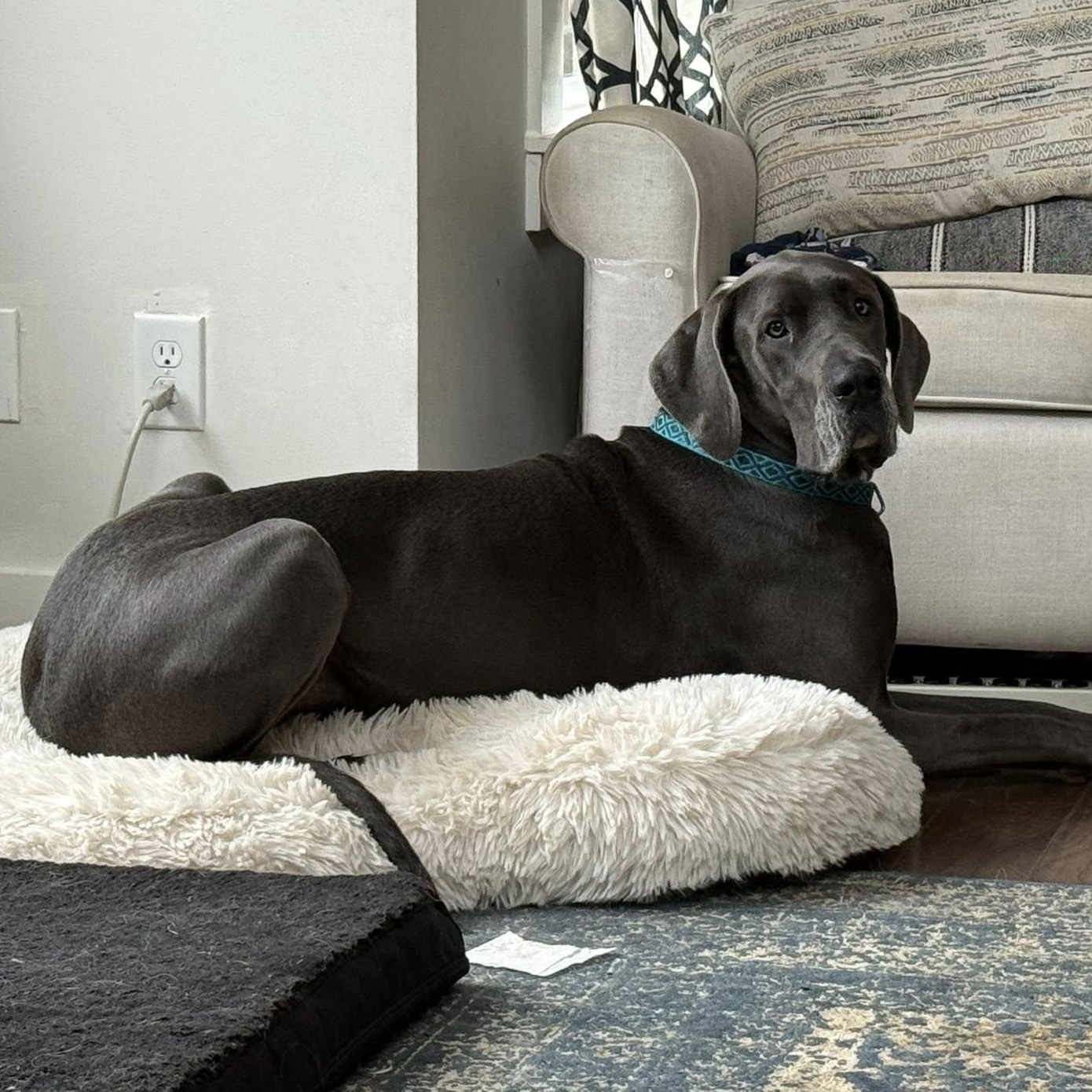 Enlarge Aspen, an adopted Great Dane in Helena, AL image 1/2