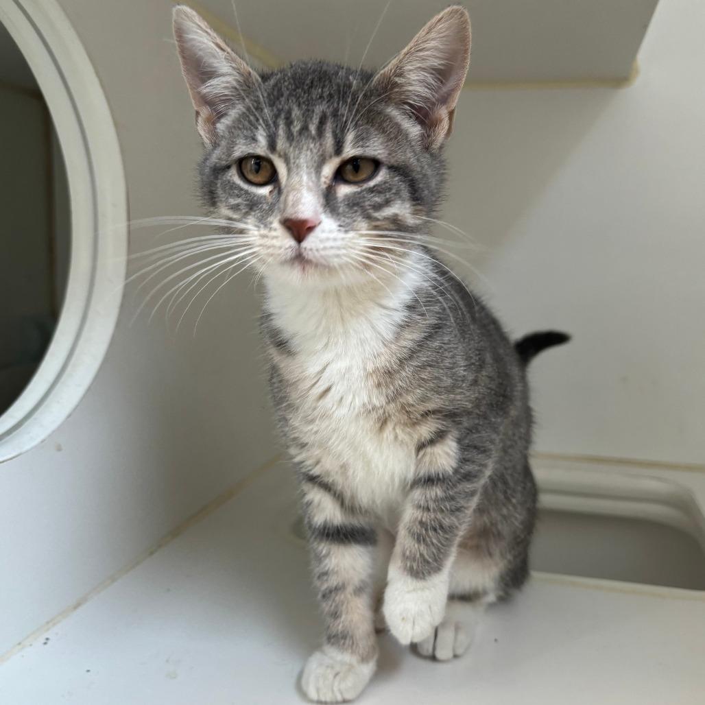 Cordelia, Adoptable, Kitten Female Domestic Short Hair.