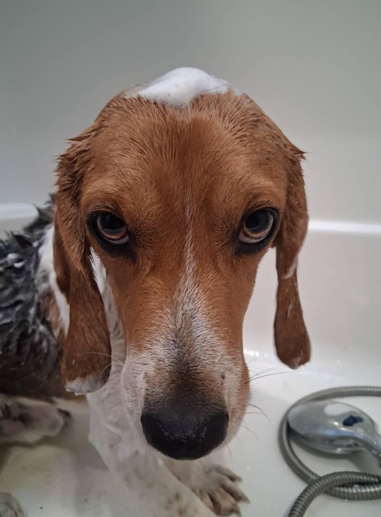 Enlarge Scout, a Adoptable Beagle in Ooltewah, TN image 6/6