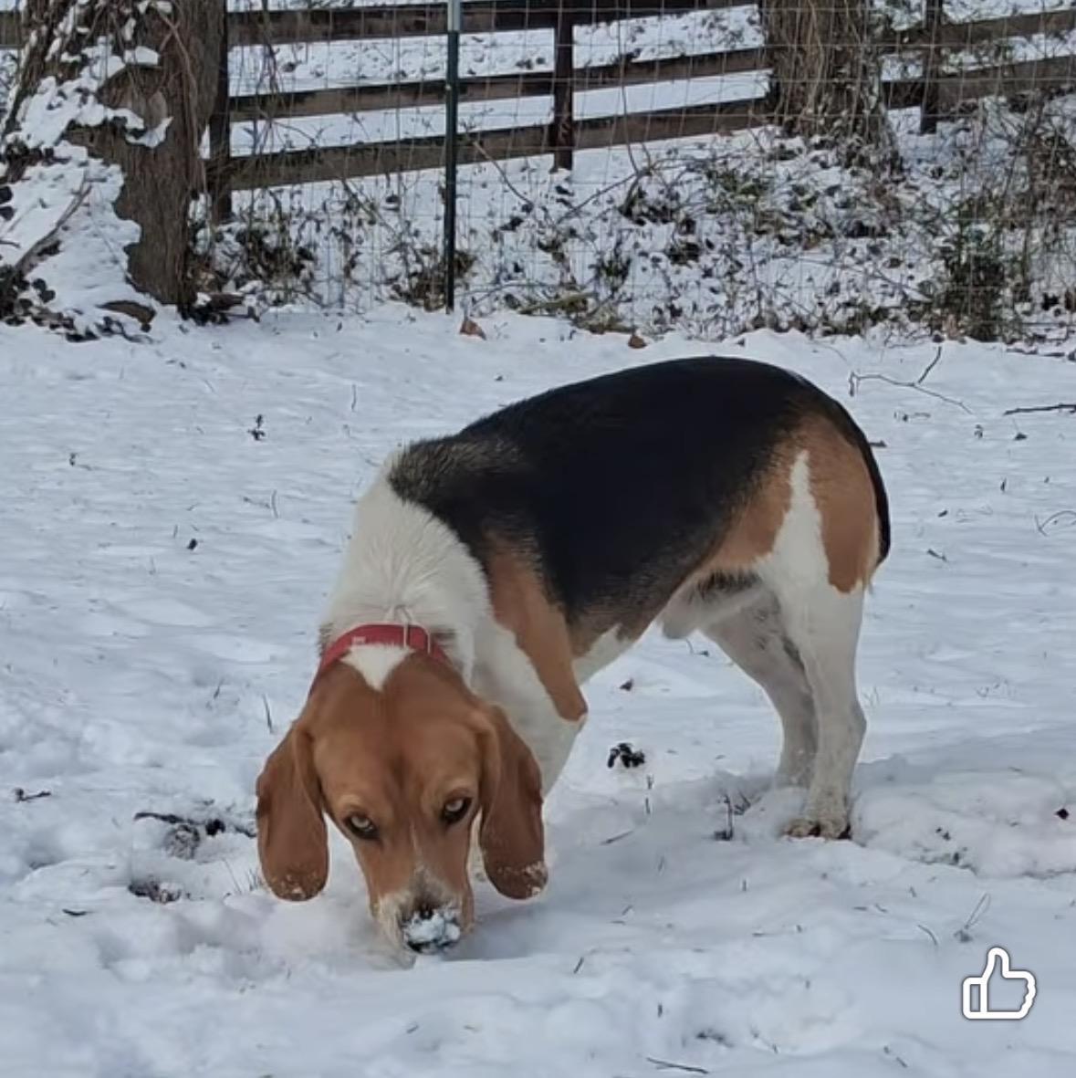 Scout, a Adoptable Beagle in Ooltewah, TN image 3/6