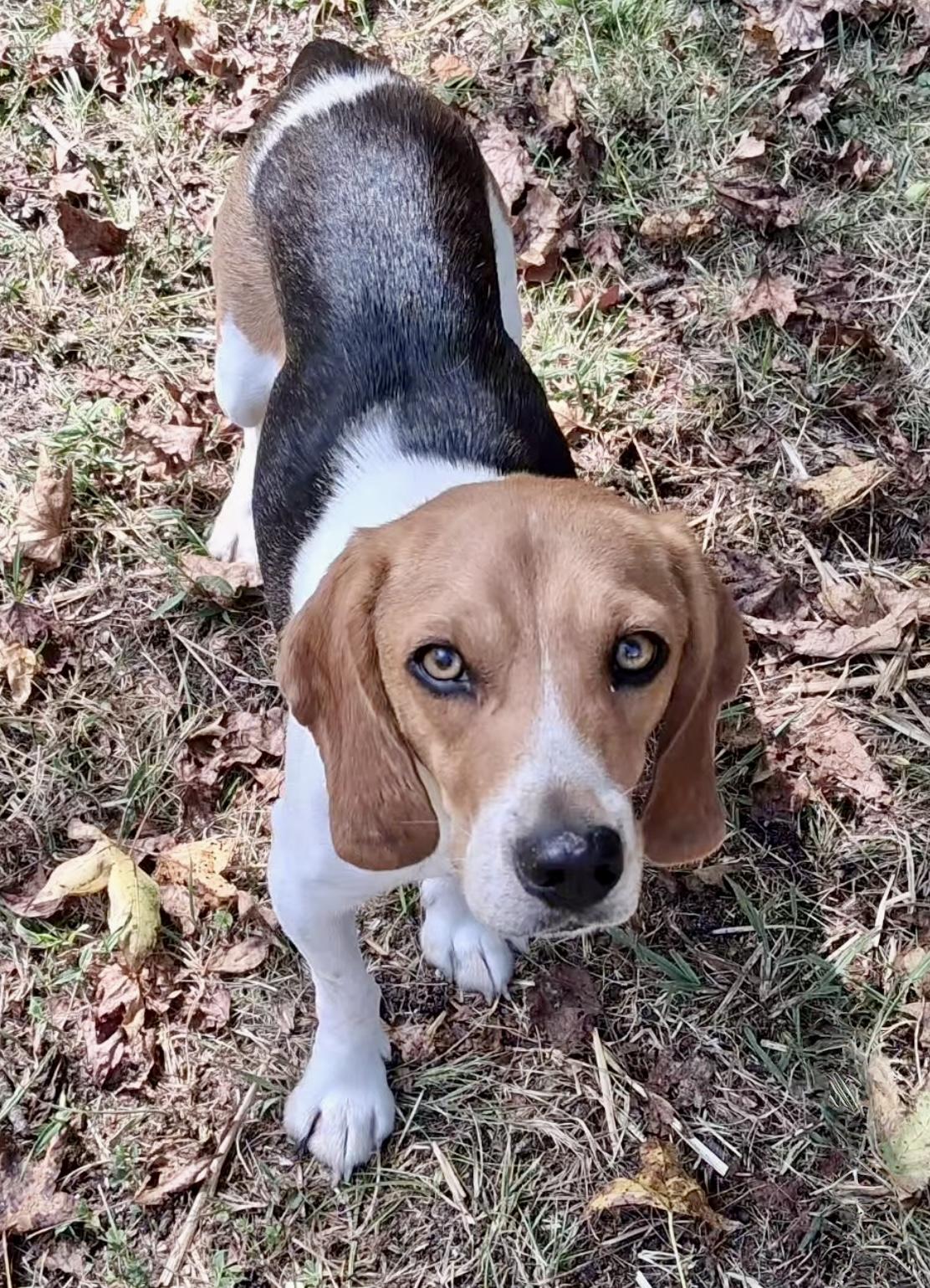 Scout, a Adoptable Beagle in Ooltewah, TN image 4/6