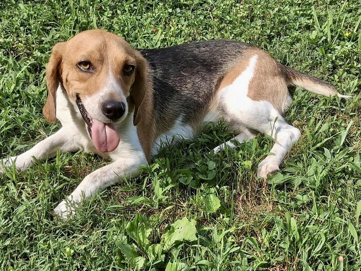 Scout, a Adoptable Beagle in Ooltewah, TN image 2/6