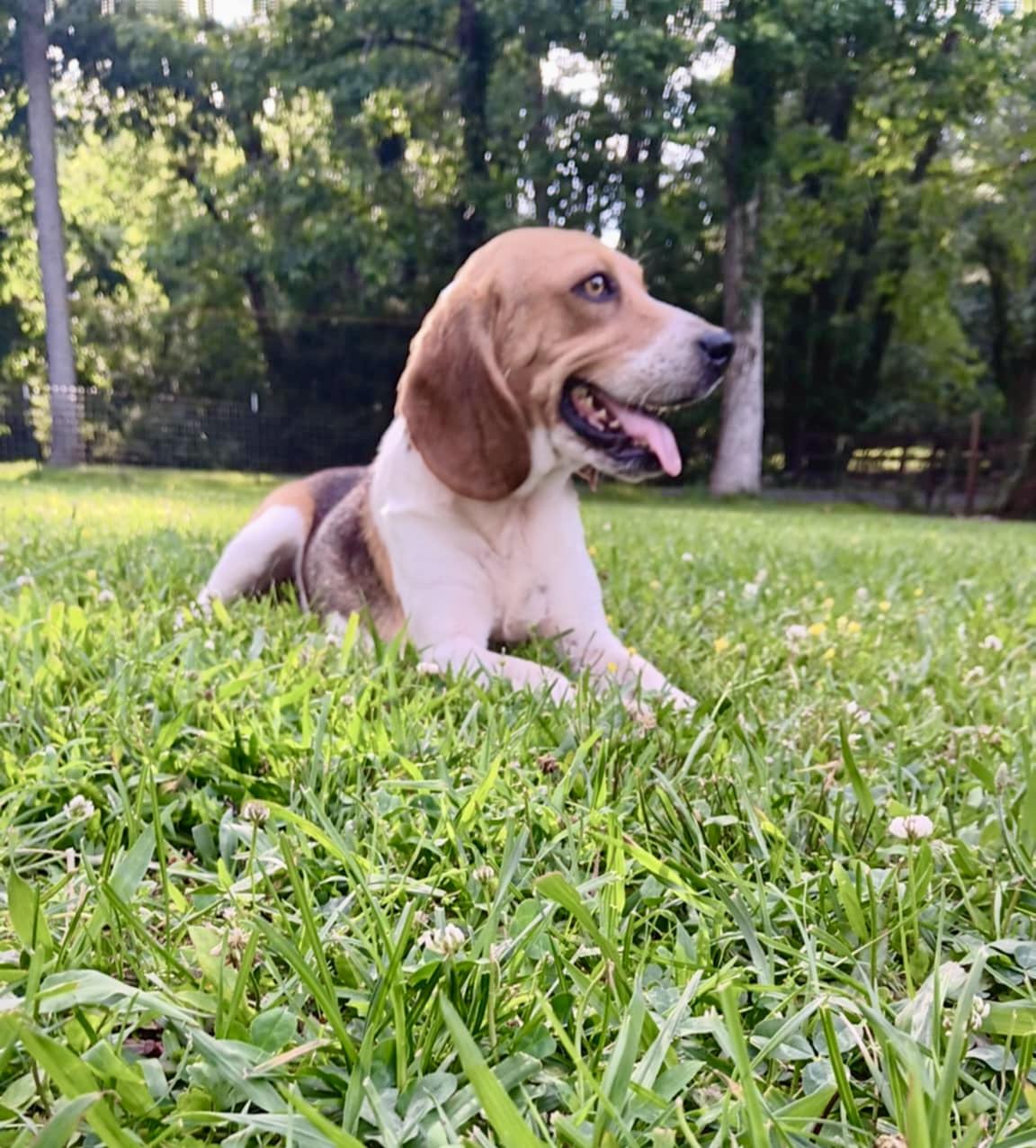 Scout