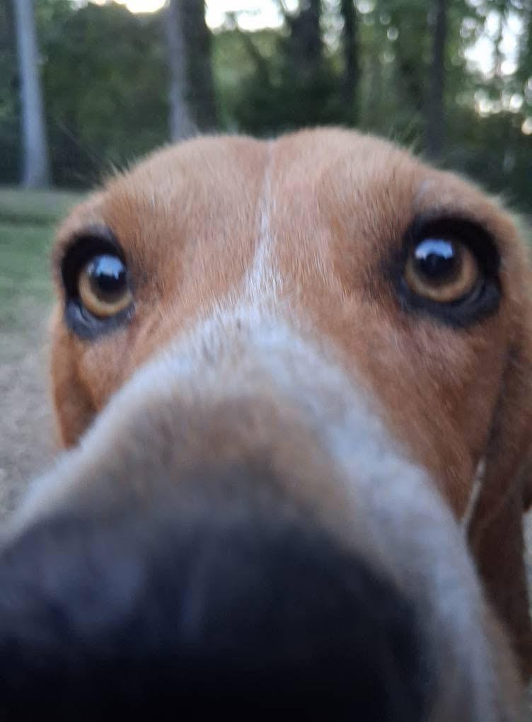 Scout, a Adoptable Beagle in Ooltewah, TN image 2/6