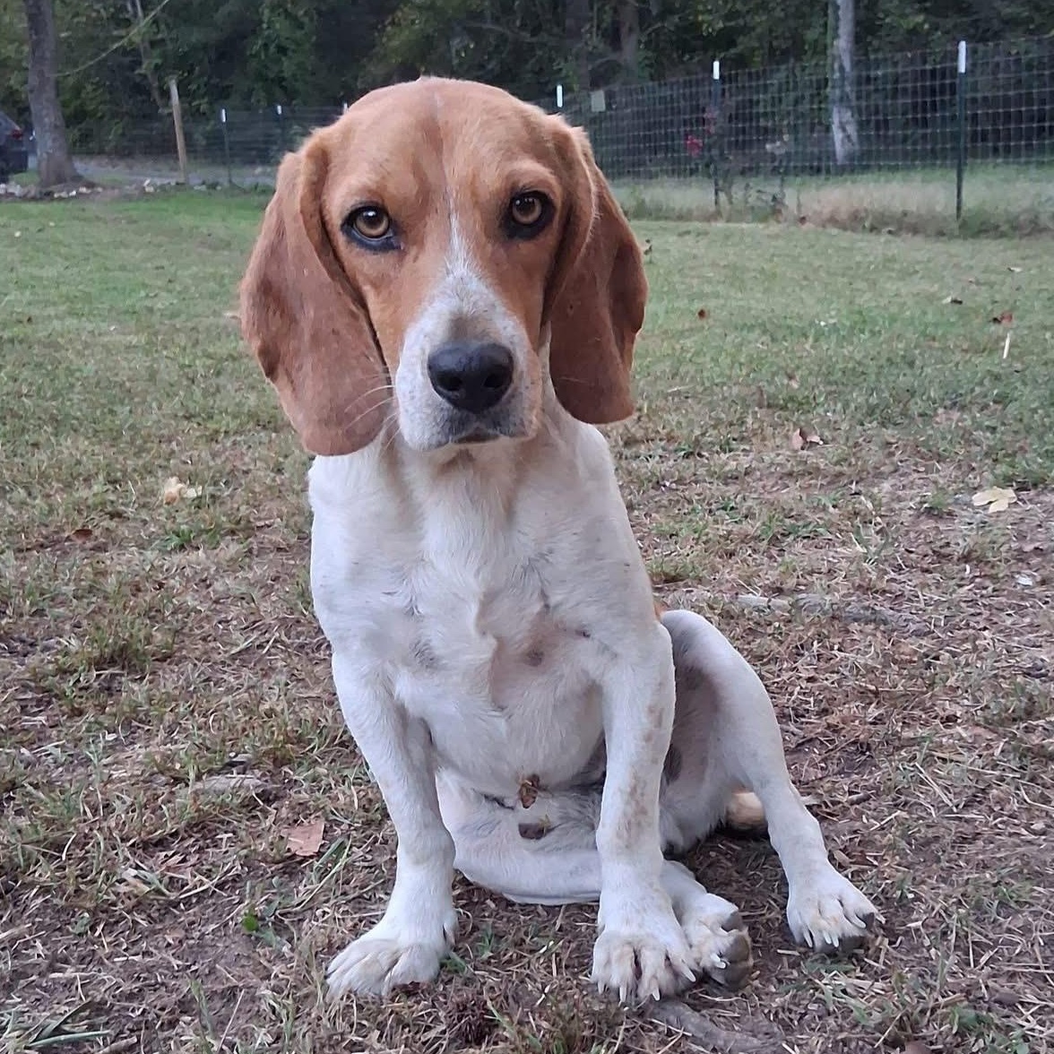 Scout, a Adoptable Beagle in Ooltewah, TN image 2/6