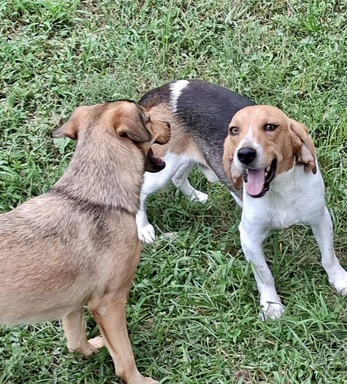 Scout, a Adoptable Beagle in Ooltewah, TN image 4/6