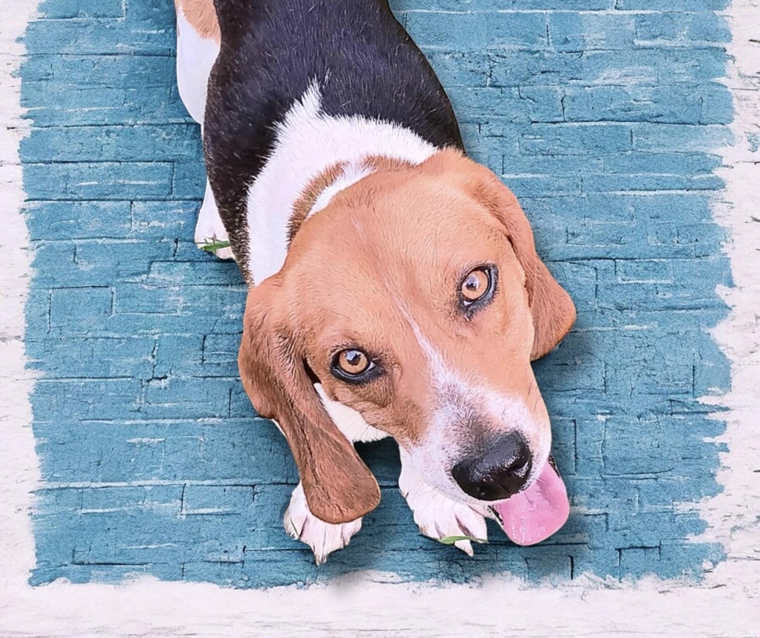 Scout