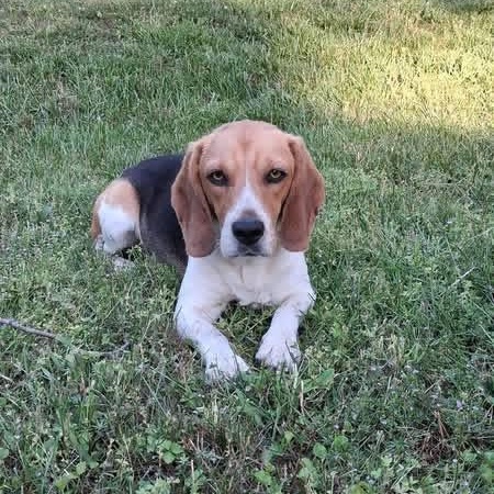 Scout, Adoptable, Adult Male Beagle.