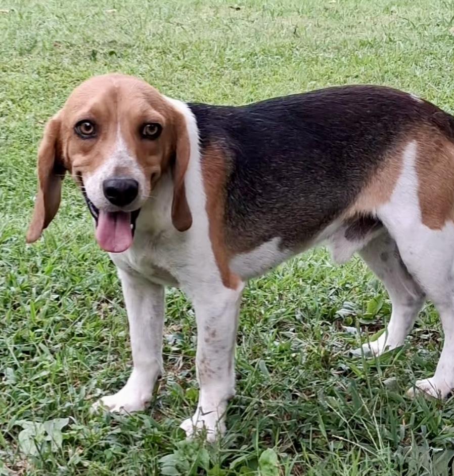 Scout, a Adoptable Beagle in Ooltewah, TN image 5/6
