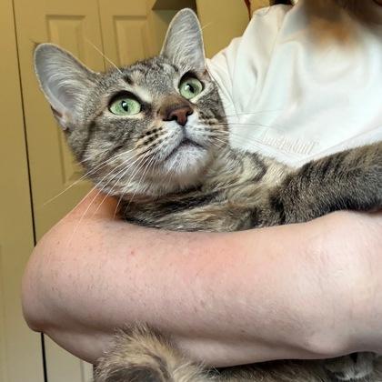 Princess Rosalinda, Adoptable, Adult Female Domestic Short Hair & Domestic Short Hair.