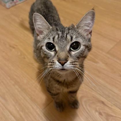 Princess Rosalinda, Adoptable, Adult Female Domestic Short Hair & Domestic Short Hair.