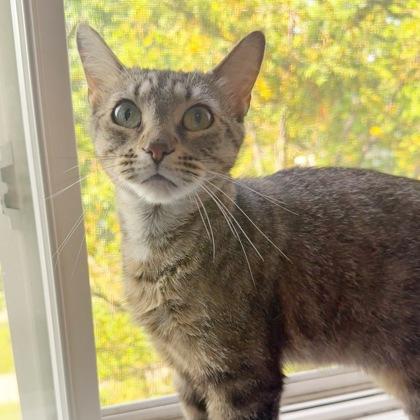 Princess Rosalinda, a Adoptable mixed breed in Wheaton, IL image 2/3