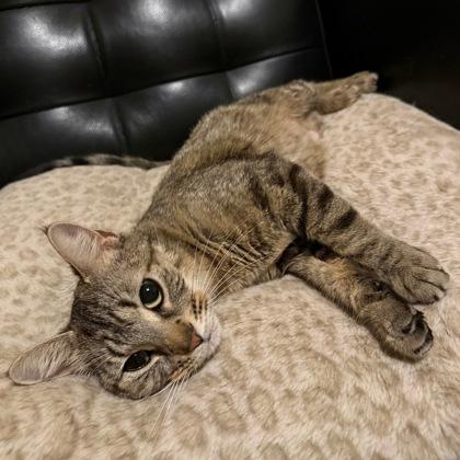 Enlarge Princess Rosalinda, a Adoptable mixed breed in Wheaton, IL image 2/2
