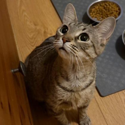 Princess Rosalinda, a Adoptable mixed breed in Wheaton, IL image 3/3