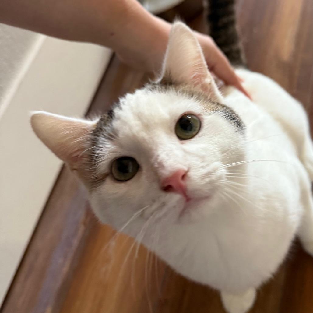 Enlarge Sparkie, a Adoptable Domestic Short Hair in Midland, TX image 1/2