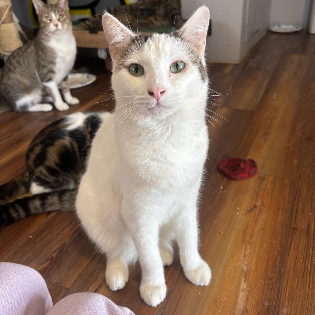 Enlarge Sparkie, a Adoptable Domestic Short Hair in Midland, TX image 2/2