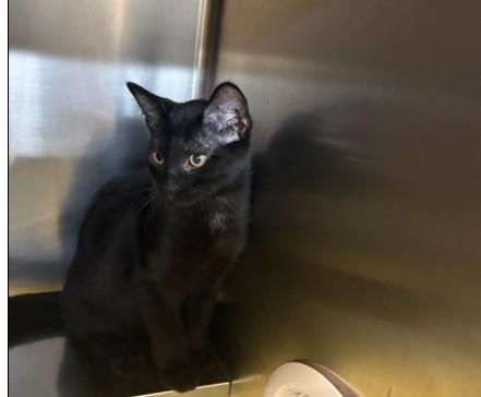 SYRUP, Adoptable, Kitten Male Domestic Medium Hair.