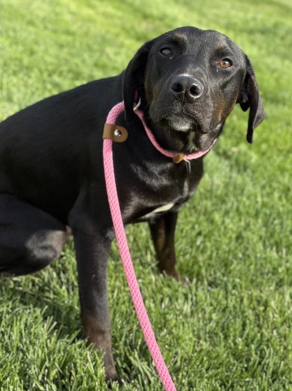 Enlarge Adele, a Adoptable mixed breed in Lancaster, OH image 1/1