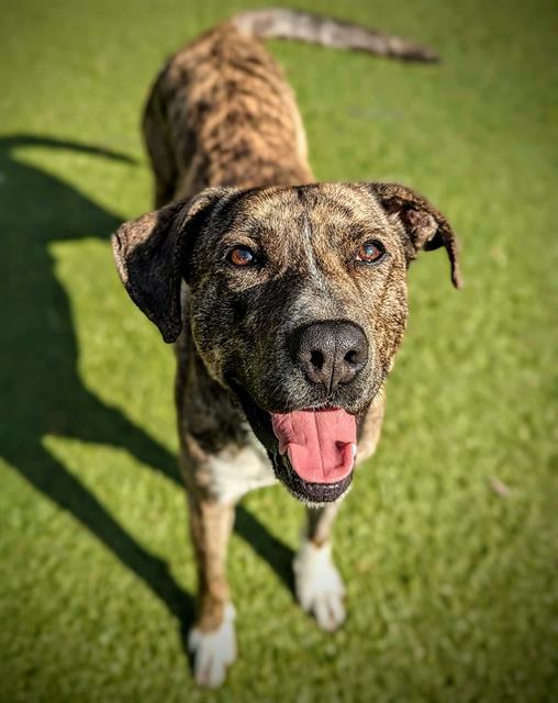 Enlarge MUNSTER, a Adoptable mixed breed in Clyde, NC image 1/1