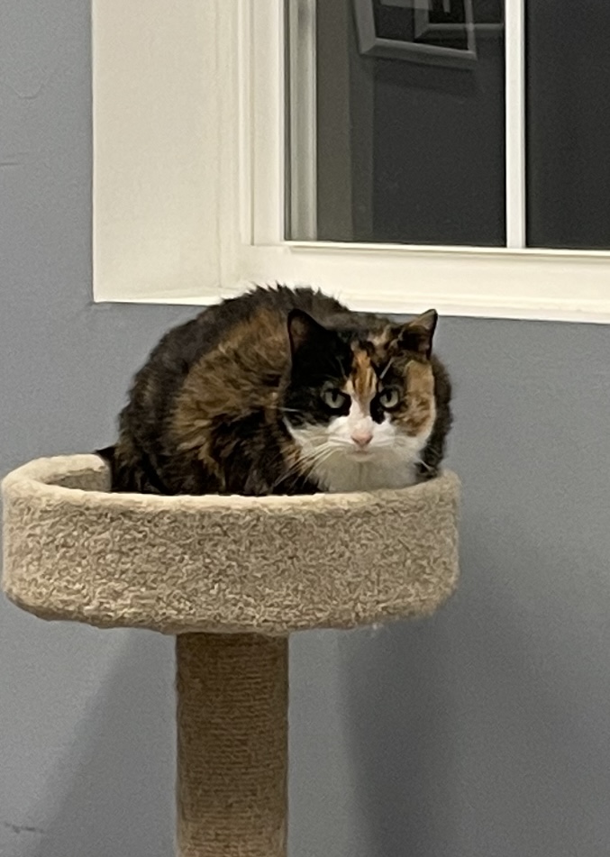 Enlarge Patches - Fee Sponsored!, a Adoptable Domestic Short Hair in Leesburg, VA image 7/8