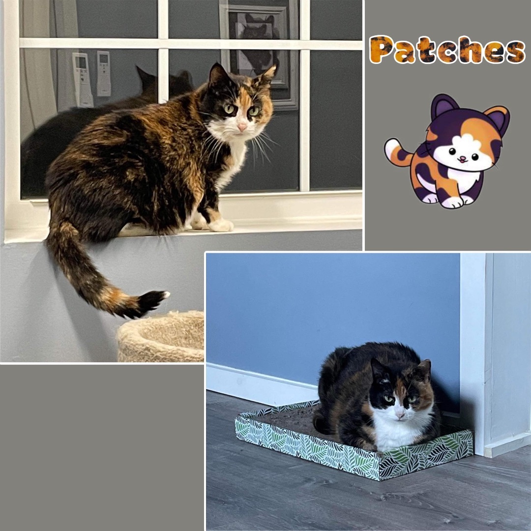 Enlarge Patches - Fee Sponsored!, a Adoptable Domestic Short Hair in Leesburg, VA image 1/8