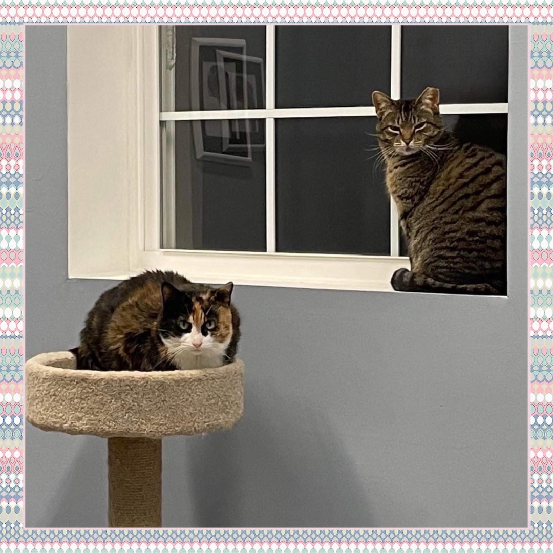 Enlarge Patches - Fee Sponsored!, a Adoptable Domestic Short Hair in Leesburg, VA image 8/8